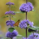 나비부화장 이미지