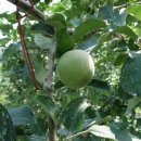 삽티농장 이미지