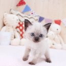 전주강아지분양 고양이분양 24시 데려가개 전주점 이미지