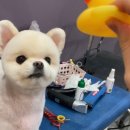 도루몽실 이미지