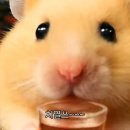 통다리치킨 네이버블로그