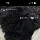 개나리 애견유치원 이미지