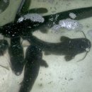 금강메기매운탕 이미지