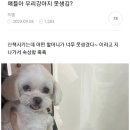 우리 강아지 이미지