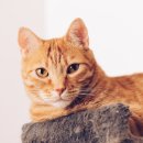 베이지동물병원 이미지