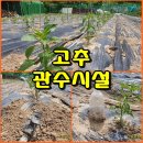 (230527/텃밭) 고추 관수시설과 겉순정리 방법 이미지