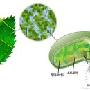 동화1차A 이미지