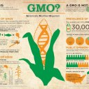 Re:Re: 소리없이 식탁을 점령한 GMO 알아보기 이미지