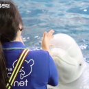 벨루가