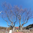 팔공산 둘레길 16구간 | 팔공산 해나리봉으로 가다