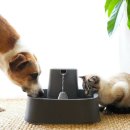 개와고양이 이미지