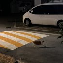 (주)천일에너지 고양허브 | [2025.10] 듀오링고 부엉이한테 단무지 뺏겼는데 주말이 사라졌다고?