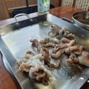 고파도박속낙지 이미지