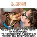 왈왈그루밍 이미지