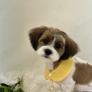 화사하개 이미지