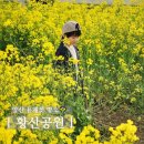 황산공원 서부주차장1번 | 양산 황산공원 유채꽃 주차 꿀팁! 4월 개화 현황 및 아이랑 방문 후기