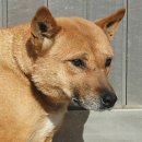 황구네 Daum카페