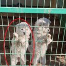 하리파출소 이미지