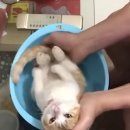 신생아 역할을 완벽하게 소화하는 고양이🐱.gif 이미지