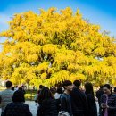 만의골보리밥 이미지