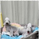 키티앤퍼피 네이버블로그