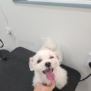 해맑은 애견미용 이미지