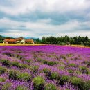라벤더 이미지