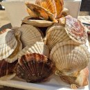 온누리수산 | 삽교호 수산시장 포장 후기, 온누리상품권 사용처 전망대종합어시장 (feat.백가리비 손질법)