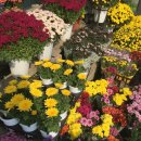 가나화원 이미지