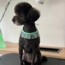 트리멍마마 이미지