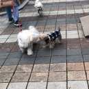 365동판교동물병원 이미지