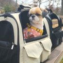 라이브펫 이미지