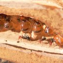 개미유치원 이미지