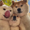 피카소동물병원 이미지