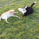 더블유펫 테마파크 이미지