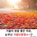 [여행정보] 눈부신 가을단풍명소~~얼른 서두르세요^^ 이미지