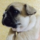 공주-37 Daum카페