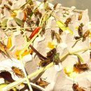 조남농장 | ♥♡♥♡♥♡♥ 최상급의 귀뚜라미를 ~ ,,, 보내 드려요 ^^* ~ [귀뚤마녀]