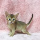 My Love Cat(마이러브캣) 이미지