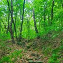 남도톱밥 | 선암사~송광사 ‘천년불심길’과 조계산 등산로
