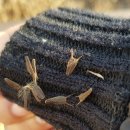 도깨비풀 이미지