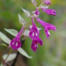 들꽃하우스 이미지