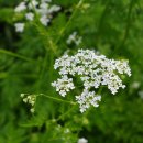 선유도중학교 이미지