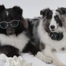 털찐강아지 이미지