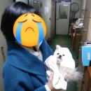 순천만동물병원 미용실 | 🧼 시흥 은행동 강아지 미용실 하이몽몽 감동 솔직 후기, NO 스트레스 교감 미용 리뷰