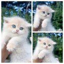 골든키티캐터리 이미지