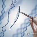 크리스퍼 카스나인(CRISPR-Cas9)