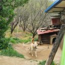 다모우리 이미지