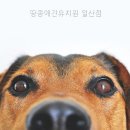 땅콩애견유치원