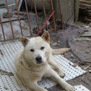 용이랑 백호랑 이미지